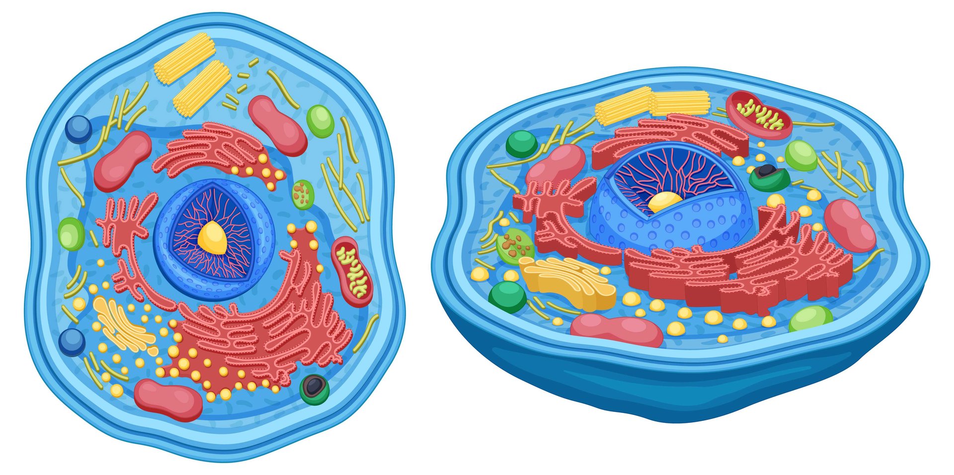 Mesenchymal Stem Cell Treatment