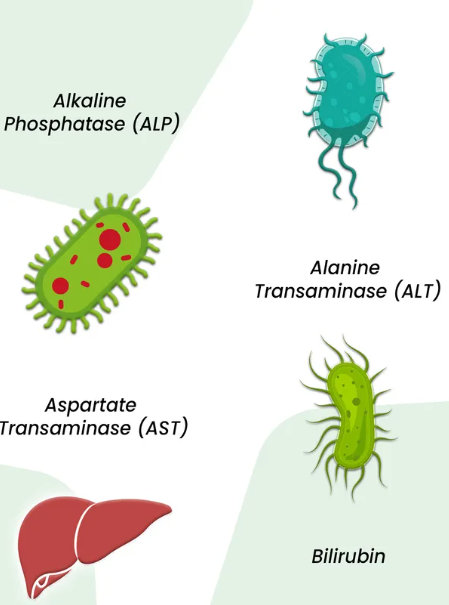 Types of liver enzymes measured during pregnancy