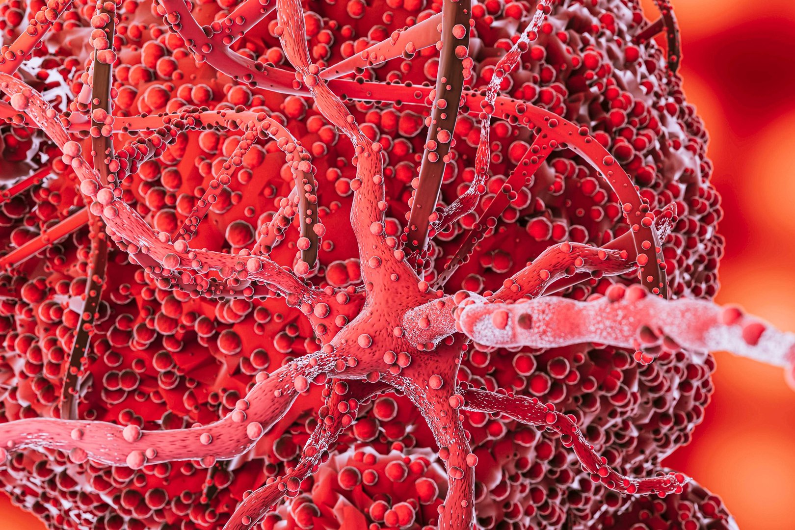 Stem Cell