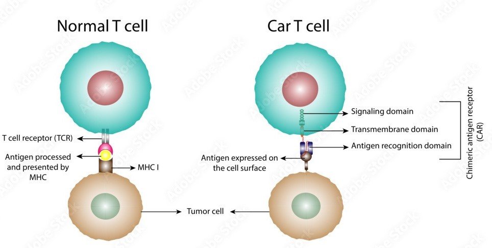 Normal Cell vs Car-T Cell