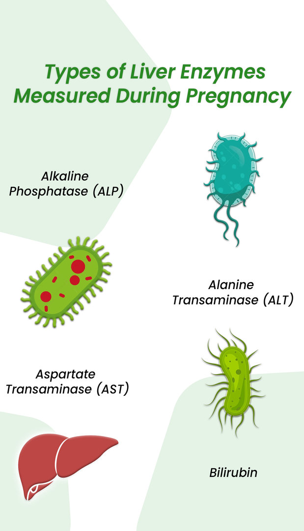 Elevated Liver Enzymes In Pregnancy ClinicSpots