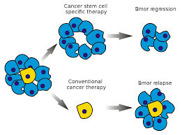 Cancer stem cell - Wikipedia