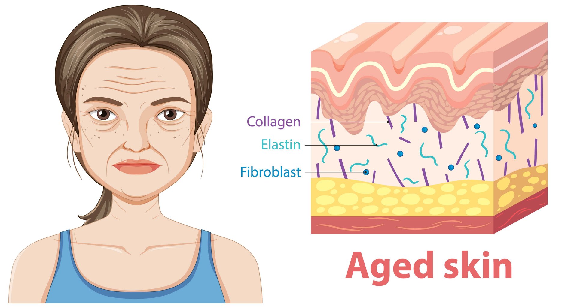 Skin Regeneration