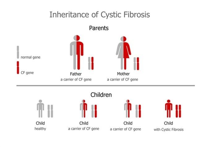 Risk of passing cystic fibrosis to offspring